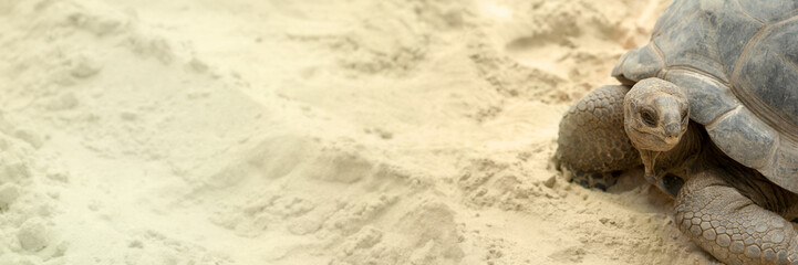 Giant Galapagos turtle