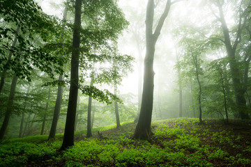 Fototapeta na wymiar Regenwaldstimmung im Wald