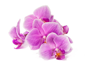 Fototapeta premium Oddział kwiatów orchidei na białym tle