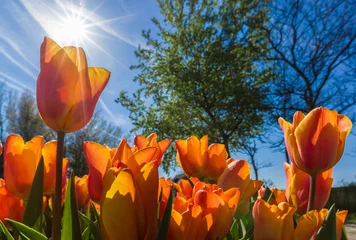 Photo sur Plexiglas Tulipe Champ de tulipes aux Pays-Bas