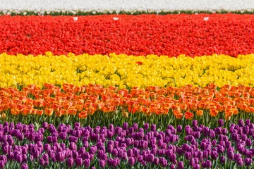 Printed roller blinds Tulip Tulip field in the Netherlands