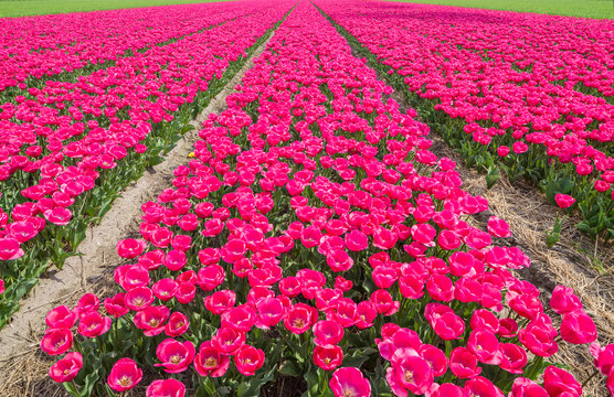 Tulip field in the Netherlands