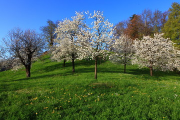 Naklejka premium Kirschbaumgarten