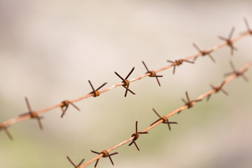 barbed wire on nature