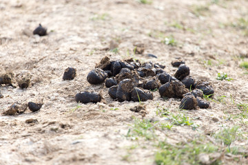 horse poo