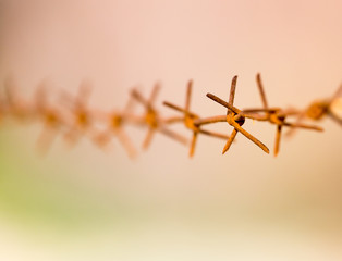 barbed wire on nature