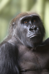 Close up portrait of gorilla ape