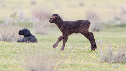 little black sheep in the pasture