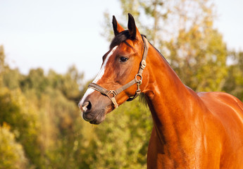 Obraz premium Portrait of bay horse on a background of trees