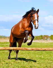 Naklejka premium Bay horse jumping over a hurdle riderless