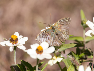 butterfly on a flower in nature