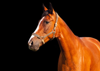 Portrait of bay horse on a black background