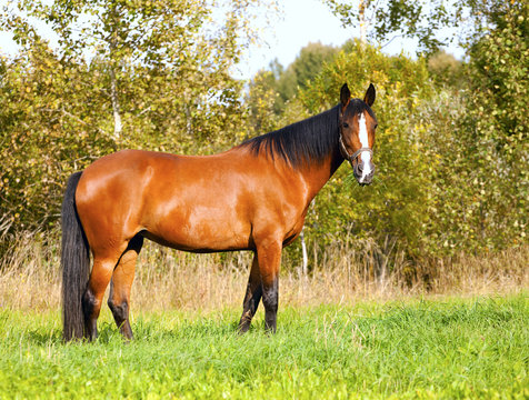 Bright bay horse grazes on the field