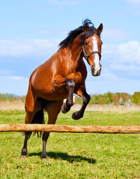 Bay horse jumping over a hurdle riderless