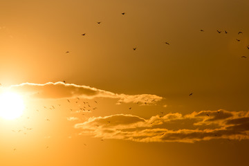 a flock of birds at sunset
