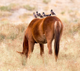 Naklejka premium Bird on a horse