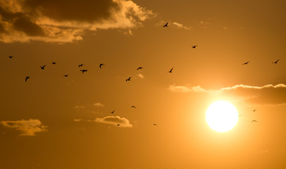 a flock of birds at dawn, the sun
