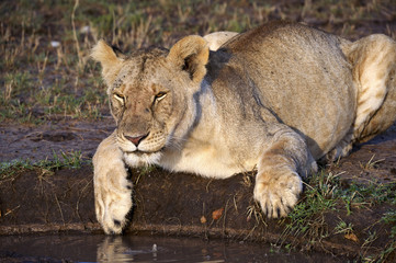 Lionees drinking water in the Masai Mara National Park
