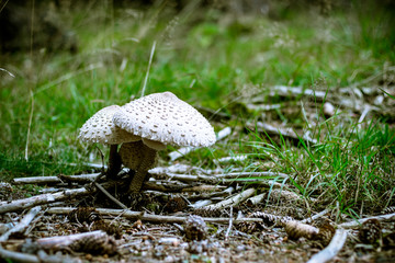 Gemeiner Riesenschirmling im Wald