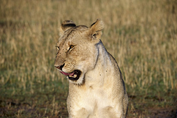 Leon lying on the Masai Mara national park (Africa)