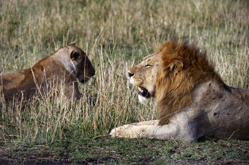 Lion and lioness, sitting on the Masai Mara park narural