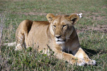 Fototapeta na wymiar Leone, lying on the Masai Mara