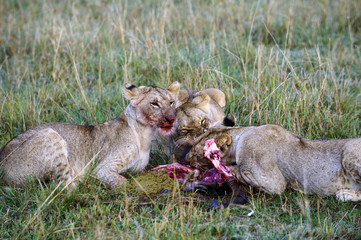 Lioness eating a wildebeest in the Masai Mara