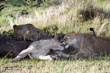 Lioness, lying on the Masai Mara park narural (Africa)