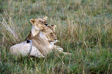 Lionesses resting in the Masai Mara Nature Reserve (Africa)