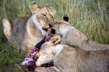 Lioness eating a wildebeest in the Masai Mara park nartural