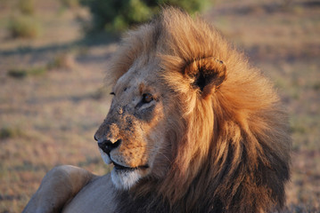 Leon lying on the Masai Mara national park (Africa)
