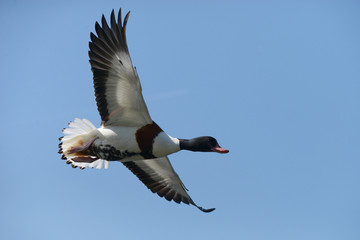 Common Shelduck, Tadorna tadorna