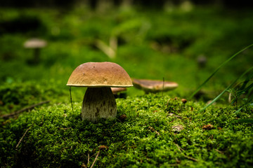 Fototapeta na wymiar Steinpilz - Waldboden