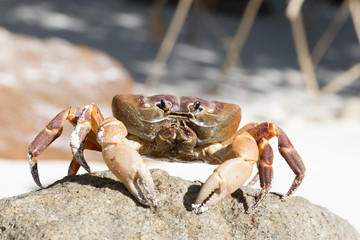 Hairy leg mountain crab, Tachai island, Thailand