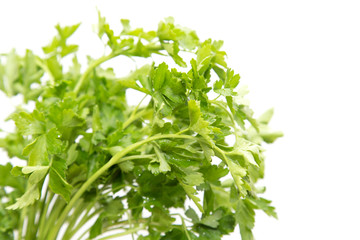 parsley on a white background