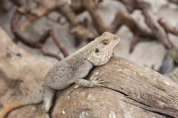 iguana in the jungla