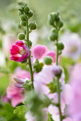 Hollyhock