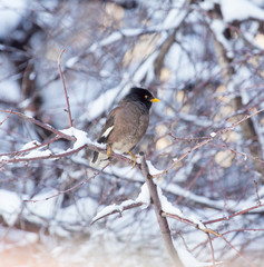 Starling on a tree in winter