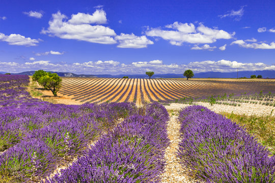 Fototapeta violet rows of blooming lavander in Provence