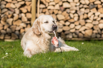 Hund isst Kalbsbrustbein