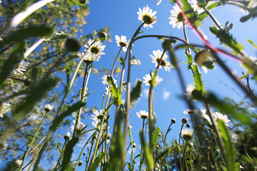 Gänseblümchen