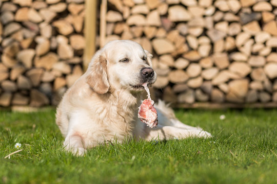 Hund isst Kalbsbrustbein