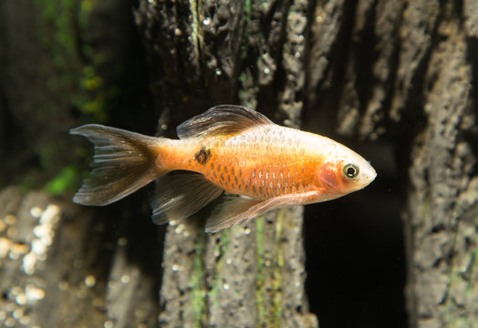 รูปภาพPuntius เลือกดูภาพถ่ายสต็อก เวกเตอร์ และวิดีโอ1,030 Adobe Stock