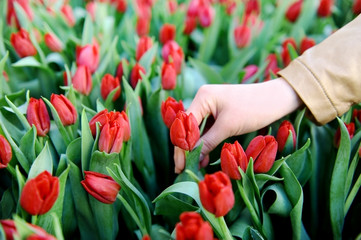 Hand in a field of red tulips
