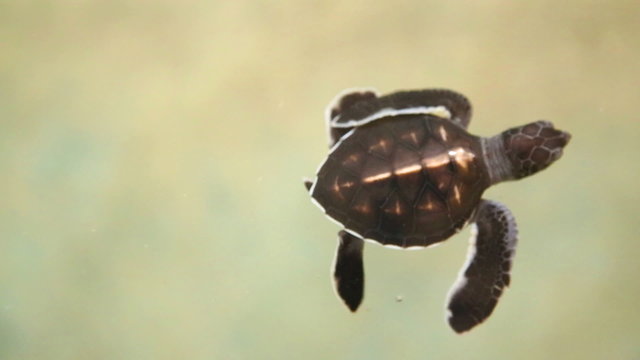 Baby turtles swimming in pool at Kosgoda Lagoon Turtle hatchery