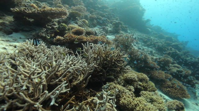 corals
