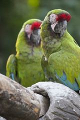 ara macaw parrot on its perch