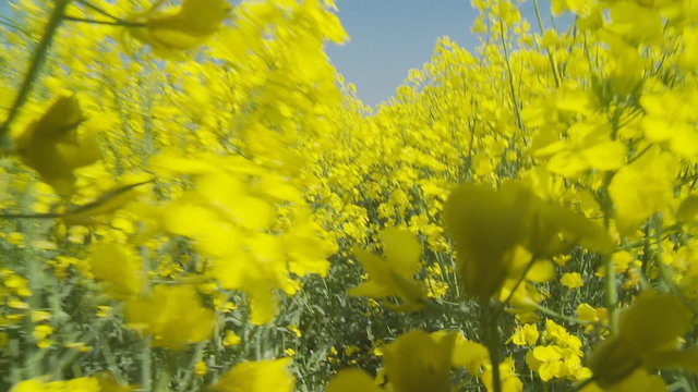 walking through yellow flowering rape fiels on sunny day, point of view