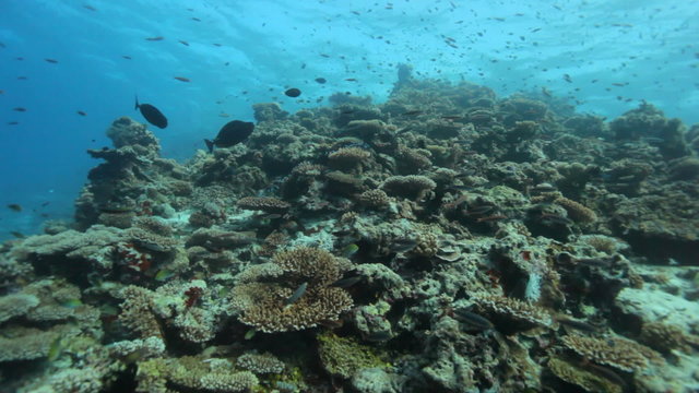 coral reef with lots of fish
