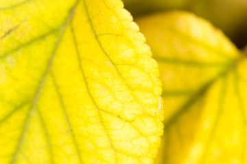 autumn leaf. close-up